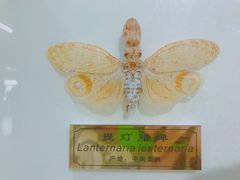 -上海昆虫博物馆