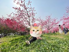 -秀丽东方