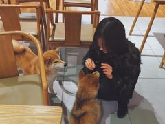 -柴务处·柴犬主题狗咖