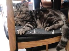 -平行世界·猫咖(首经贸店)