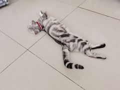-平行世界·猫咖(首经贸店)