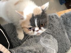 -平行世界·猫咖(首经贸店)