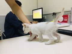 -谐和益家动物医院·免疫绝育·血液透析·宠保定点医院(高新伊藤分院)