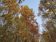 -羊亭河湿地公园