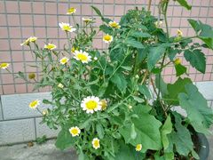 -小洲村
