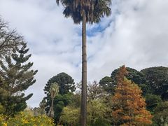 -墨尔本皇家植物园