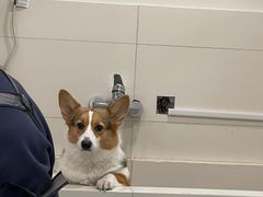 -当汪遇见喵宠物店