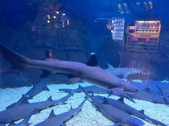 -烟台海昌鲸鲨海洋公园