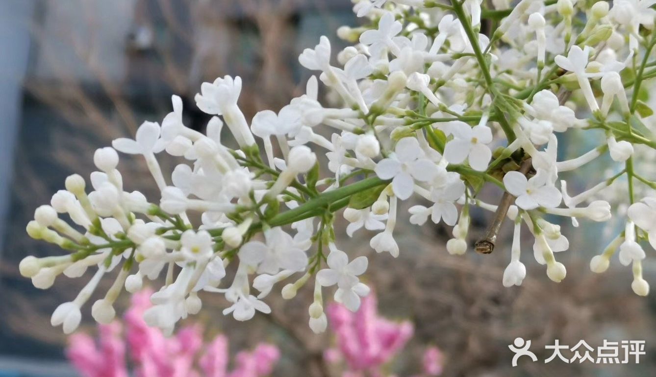 丁香花开