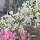 丁香花开