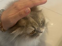 -平行世界·猫咖(首经贸店)