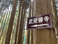 -武陵山森林公园