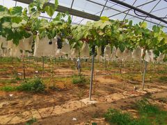 -海堤葡萄园中小学生研学基地