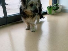 -小叮当动物医院·骨科·眼科