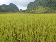 -靖西鹅泉风景区