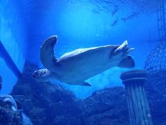 -芜湖新华联大白鲸海洋公园