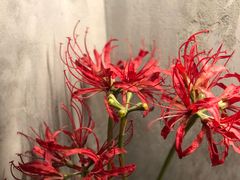 -BE NORMAL CAFE(霞溪路店)