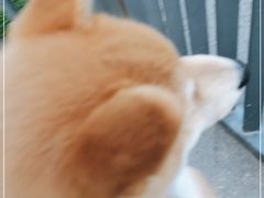 -景田北六街公园宠物主题园