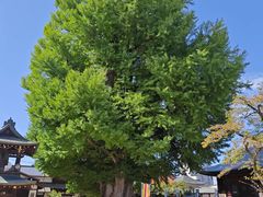 -医王山·飞騨国分寺