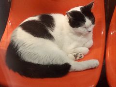 -猫咪博物馆(顶澳仔猫街店)