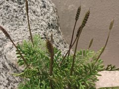 -聚鑫阁江浙菜·非遗传承技艺(闵行交大店)