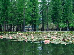 -白鹭湾湿地公园