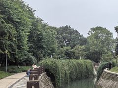 -神仙树公园