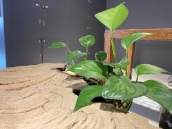 -周忆刺青原创设计定制