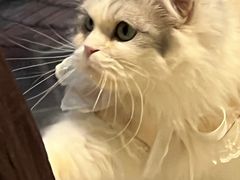 -怪兽屋·羊驼·猫咖·狗咖(俊华广场店)