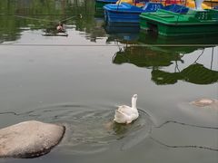 -莲湖公园