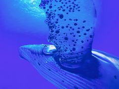 -海合安青岛极地海洋公园