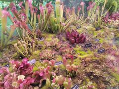 -中国科学院西双版纳热带植物园
