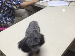 -爱侣·安琦尔宠物医院·中兽医针灸·心内科·狂犬免疫点(宝山区院)