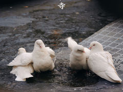 -西安大兴善寺