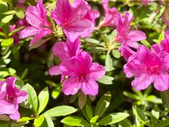 -君莲新城中城苑