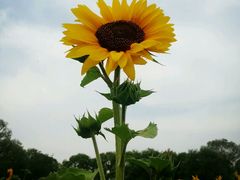 android_upload_pic-北京东方普罗旺斯薰衣草庄园