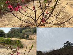 -南国桃园旅游度假区