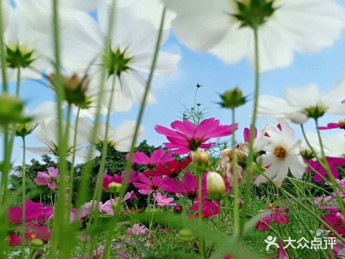 松山湖南湖湾露营营地图片