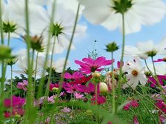 -松山湖南湖湾露营营地