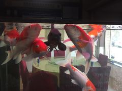 -鸭味飞飞