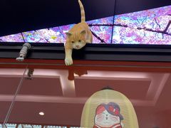 -将太无二·北美传奇寿司(荟聚购物中心西红门店)