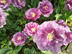 -洛阳郁金香牡丹园