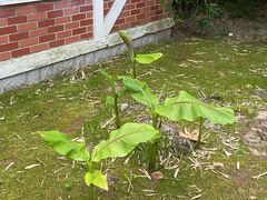 -上海虹桥迎宾馆