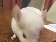 -藦茜花园宠物主题亲子互动体验馆(国顺东路店)