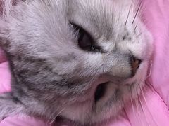 -喜多萌中农锦绣动物医院24H·猫科·牙科MRI·CT