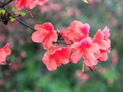 -瑞安圣井山景区