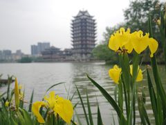景点-眉山湿地公园(东坡区)
