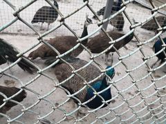 -青峰峡国家森林公园