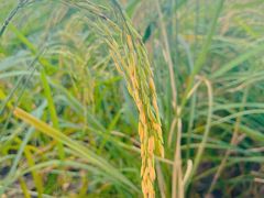 -光明小镇欢乐田园