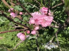 -南汇桃花村